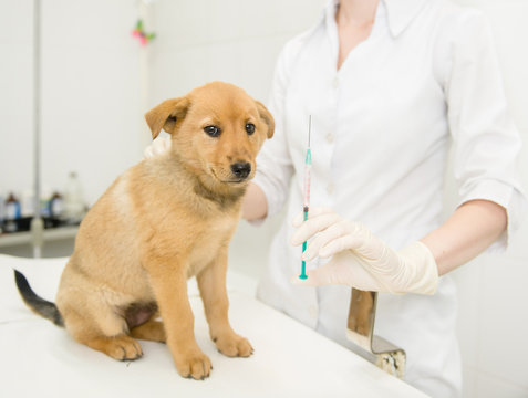 vet with syringe doing vaccination dog