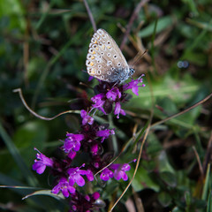 Bavarian gentian