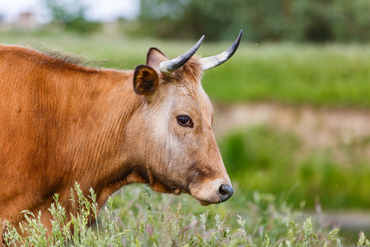 Brown cow in the meadow