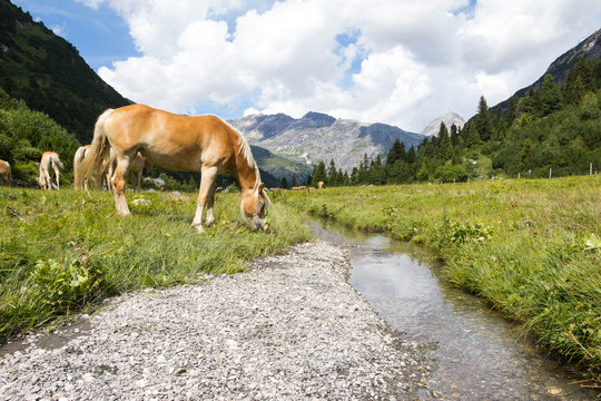 Horses At Alp Formarin In Vorarlberg Austria
