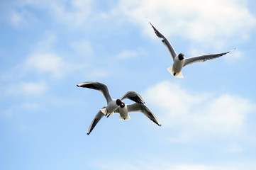 Seagulls soar in the sky. Birds flying high in clouds. Free wild birds seagulls with the black heads.