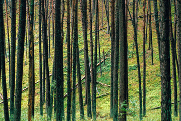 Obraz premium Pine forest. Poland