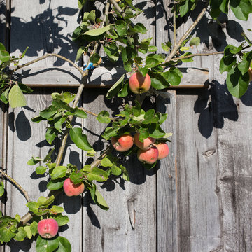 Apfelbaum mit reifen &Auml;pfeln an Holzwand