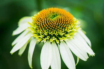 Echinacea flower close-up shot. Shallow depth of field.