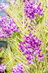 Obraz premium Purple orchids