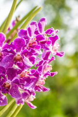 Fototapeta premium Purple orchids