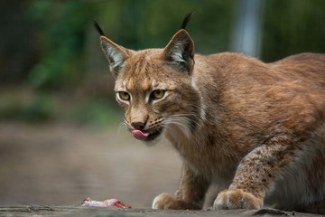 Northern lynx (Lynx lynx lynx).