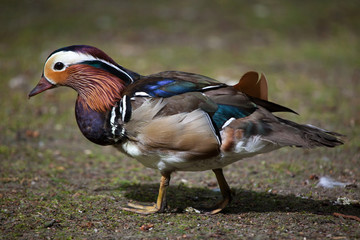 Mandarin duck (Aix galericulata).