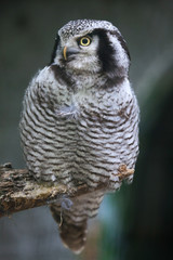 Northern hawk-owl (Surnia ulula).