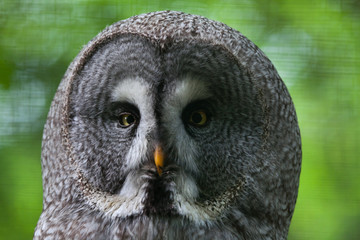 Great grey owl (Strix nebulosa).