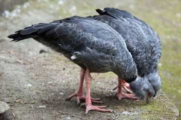 Southern screamer (Chauna torquata).