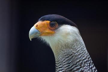 Northern crested caracara (Caracara cheriway).