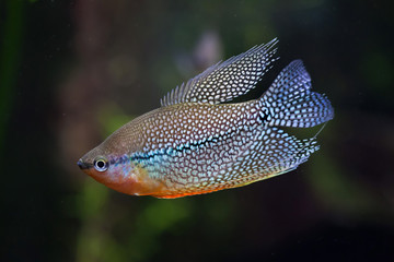 Pearl gourami (Trichopodus leerii)