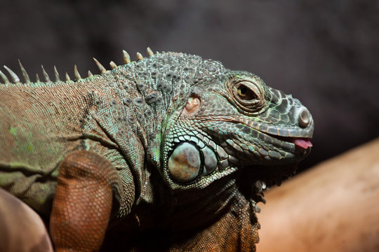 Green iguana (Iguana iguana).