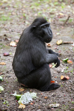 Celebes crested macaque (Macaca nigra).
