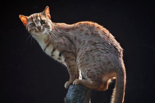 Ржавая кошка