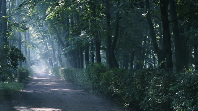 Misty walkway in the park, forest. Morning, Slanting rays of the rising sun. Slow pan.
