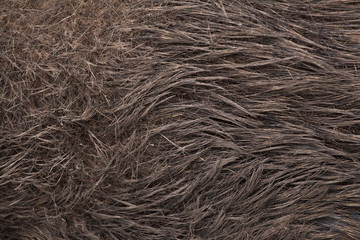 Wild boar (Sus scrofa). Skin texture.
