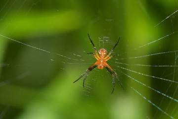 Spider in the forest