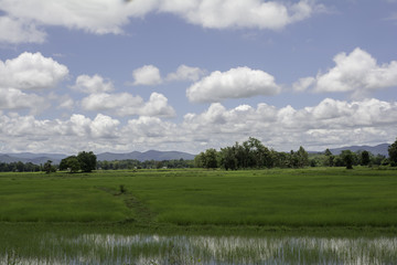 view of farm fields in rural Thailand .