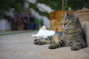 Street Cats Lounging
