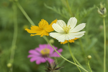 cosmos flowers on Blurred Background