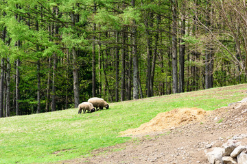 Obraz premium 森の牧場の羊