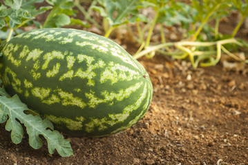 Anguria, water melon