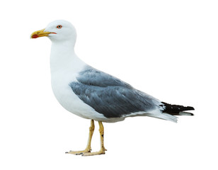 Naklejka premium Sea gull profile on white background