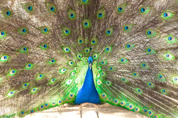 Obraz premium Beautiful male peacock with opened tail