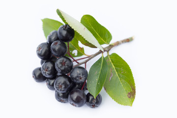 Aroniabeere auf wei&szlig;em Hintergrund