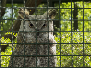 Uhu bubo bubo