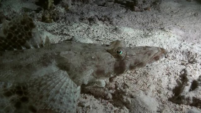 Crocodile Fish night on reef Red Sea in search of food. Amazing, beautiful underwater world Red Sea and life of its inhabitants, creatures and diving, travels with them. Wonderful experience in sea