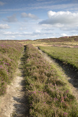 Fototapeta na wymiar Track with Heather, North York Moors; England