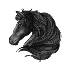 Black stallion horse head sketch
