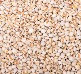 Millet grains for background