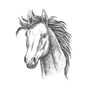 Mare horse sketch for equestrian sport design