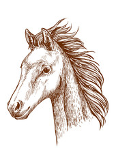Brown horse pencil sketch portrait
