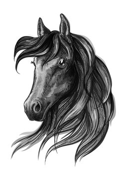 Horse head watercolor sketch portrait