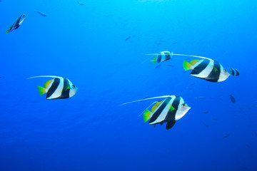 Fish underwater: Schooling Bannerfish