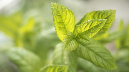 Frische Basilikumblätter mit Textfreiraum