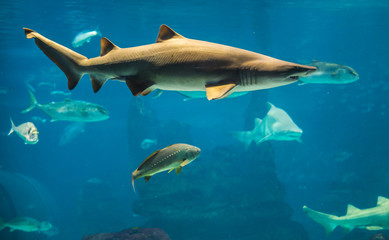 shark swimming in large sea water aquarium