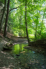 Fototapeta na wymiar forest stream in summer