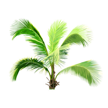 isolated coconut tree, natural plant sign, palm tree vector