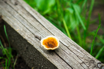 Mushroom in the forest. Shallow depth of field.