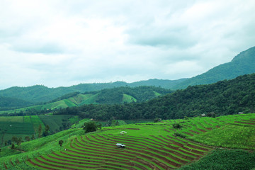 Green Terraced Rice Field at Pa Bong Piang village, Chiangmai, Thailand.