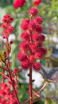 Wunderbaum, Rizinus, Ricinus communis
