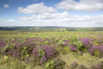 Open Countryside, North York Moors; Yorkshire