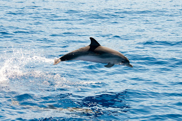 Atlantic spotted dolphins