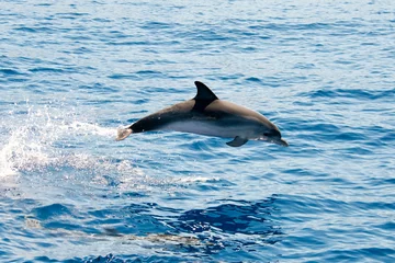 Fototapeten Atlantic spotted dolphins © m. letschert